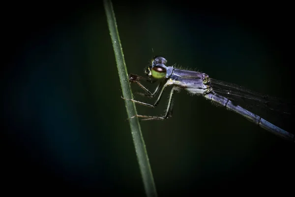 Detailní Záběr Vážky Rostlině — Stock fotografie