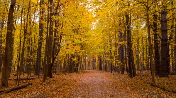 Strada Panoramica Attraverso Alberi Autunnali Luminosi — Foto Stock