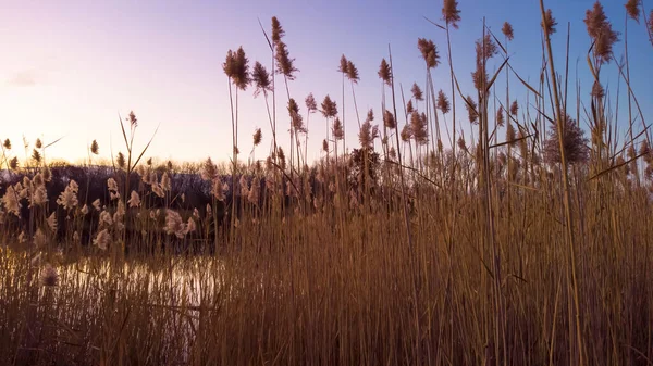 Plantas Caña Alta Común Junto Lago Luz Del Sol Noche — Foto de Stock