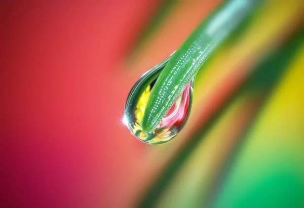 Extreme Close Shot Water Droplet Conifer Tree Leaf — Stock Photo, Image