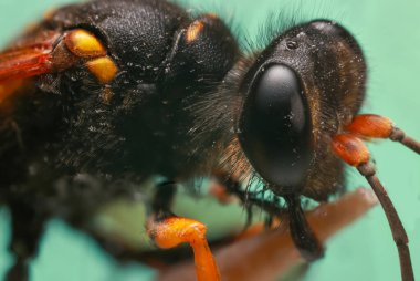 Yeşil arka planda ölü eşekarısının aşırı yakın plan görüntüsü