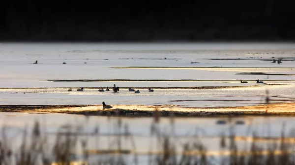 Flock of Waterfowl birds in the lake under evening sunlight