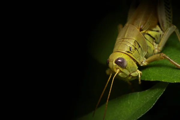 Feche Tiro Grasshopper Uma Fábrica — Fotografia de Stock