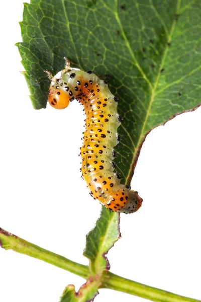 Close Shot Van Jonge Rups Voeden Van Roos Plant Blad — Stockfoto