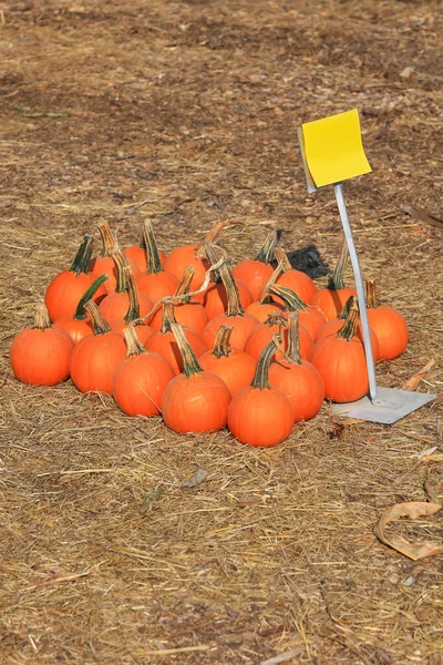 Small Ripe Pumpkins Sale — Stock Photo, Image