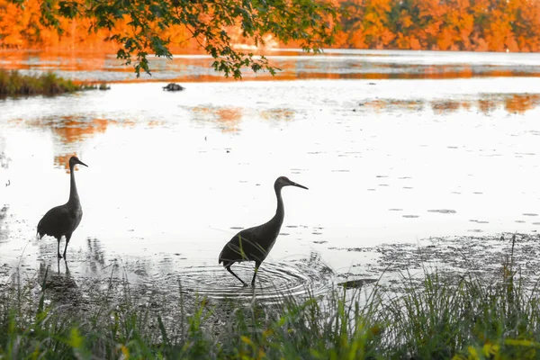 Aves Grúa Arenisca Lago Con Follaje Otoñal — Foto de Stock