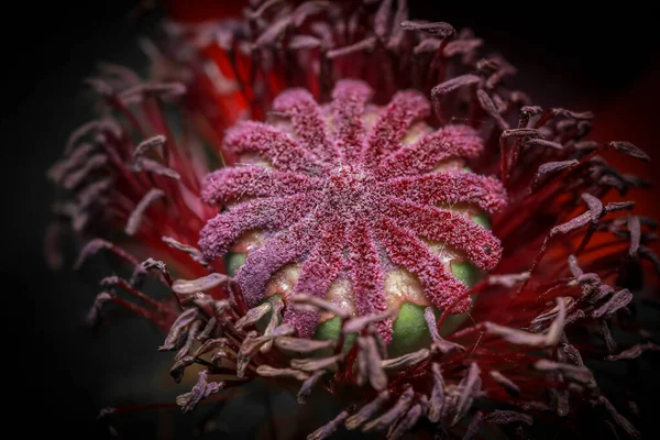 Kırmızı Gelincik Çiçeği Kalbinin Detaylarını Çok Yakından Çek — Stok fotoğraf