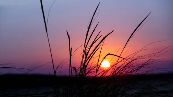 美しい夕日に背の高い草 — ストック写真