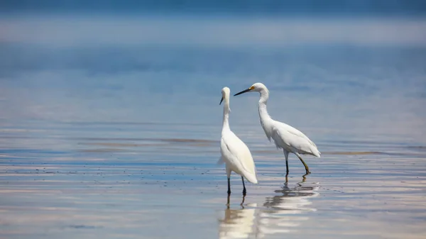 Två Snöiga Egrets Vid Mexikanska Golfens Strandlinje — Stockfoto