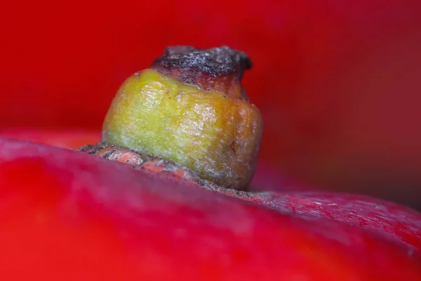 Zblízka Záběr Mango Stonek — Stock fotografie