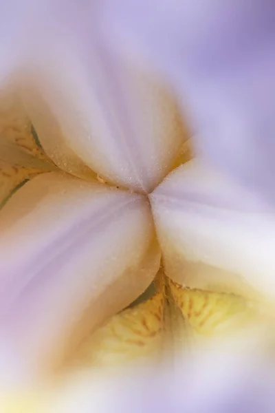 Extreme Close Van Binnenkant Iris Bloem Details Met Selectieve Focus — Stockfoto