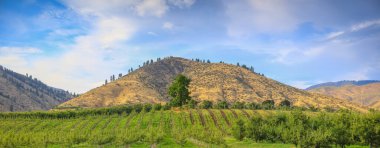 Doğu Washington tepelerindeki Armut plantasyonunun panoramik manzarası.