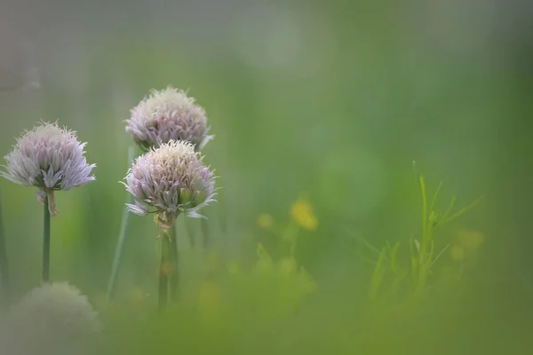 Garlic flowers in the meadow with shallow depth of field