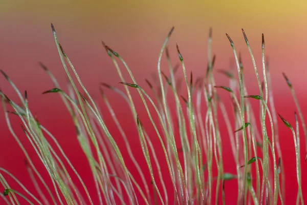 Renkli Arkaplana Karşı Peat Moss Aşırı Yakın Plan Çekimi — Stok fotoğraf