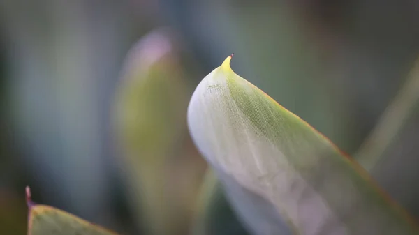 Sulu Bitki Yaprağının Yakın Çekimi — Stok fotoğraf