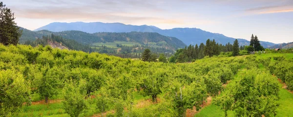 Vista Panorámica Plantación Peras Estado Washington Oriental — Foto de Stock