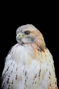 Saker Falcon 'un yakın plan görüntüsü siyah arkaplanda izole edildi