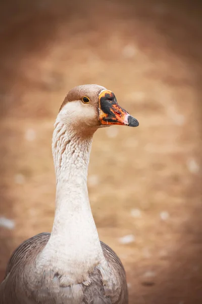 Portrait Brown Goose Farm — Stock Photo, Image