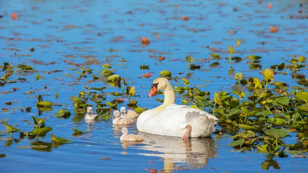 Swan Its Cygnets Blue Water Lake — Stock Photo, Image