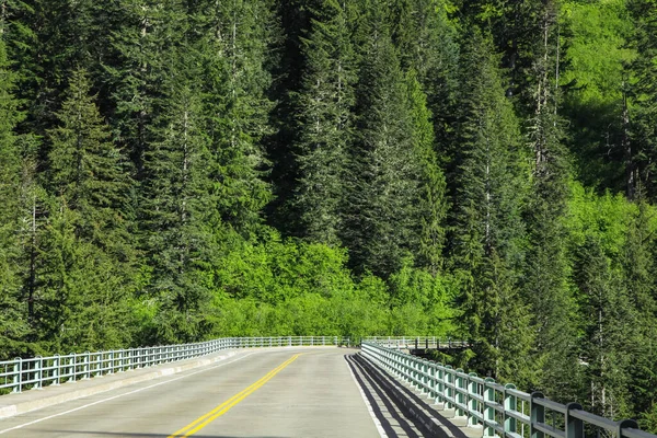Weelderige Groene Naaldbomen Bij Snelweg Het Nationale Park Mount Rainier — Stockfoto