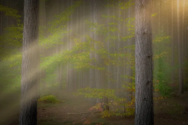 Misty Forest Landscape Península Superior Michigan —  Fotos de Stock