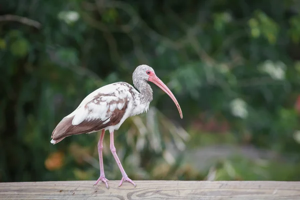 Zbliżenie Zdjęcia Młodocianych Amerykańskich Ibis — Zdjęcie stockowe