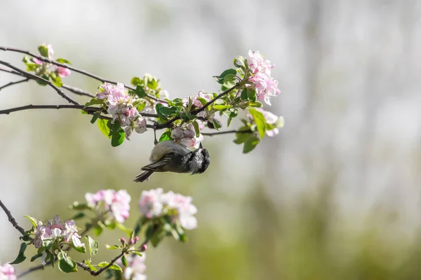 Kuřecí Pták Větvi Stromu Květem — Stock fotografie