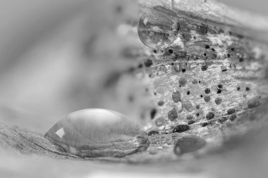 Tek renkli çiçekteki çiçek yaprağının üzerindeki su damlacıklarının aşırı yakın çekim görüntüsü, çoklu odak yığını ile oluşturulmuş