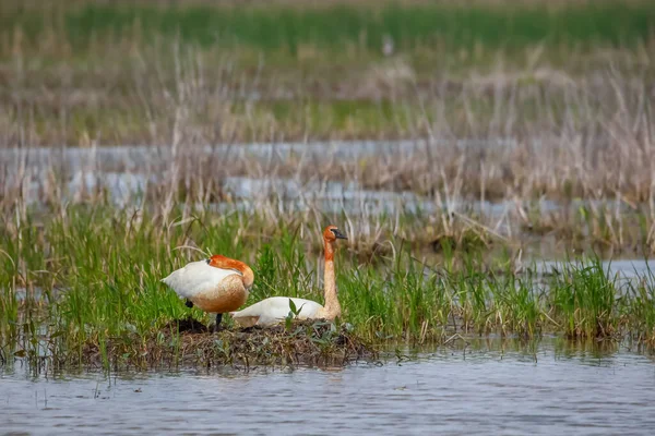 Close Shot Two Swans Marsh Lands — Stock Photo, Image