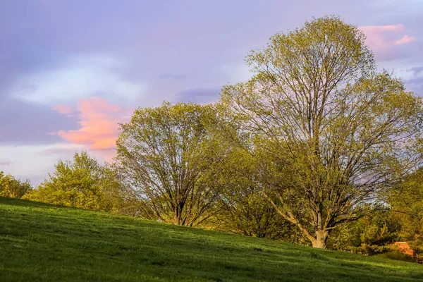 Trees Fresh Leaves Meadow Spring Time — Stock Photo, Image