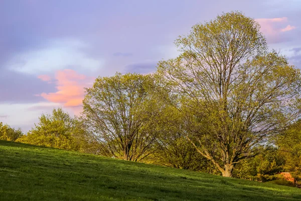 Arbres Avec Des Feuilles Fraîches Dans Prairie Printemps — Photo