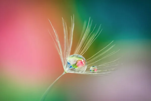 Close Shot Dandelion Holding Water Droplet — Stock Photo, Image