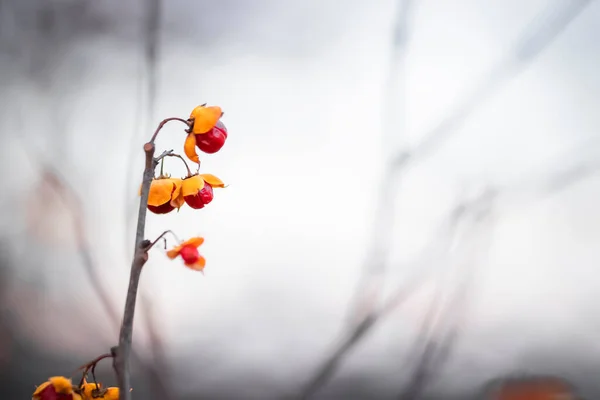 Κόκκινα Και Κίτρινα Άγρια Μούρα Κλαδί Δέντρων Χειμώνα — Φωτογραφία Αρχείου