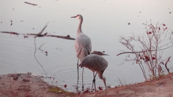 Two Sandhill Crane Birds Lake Shore — Stock Video