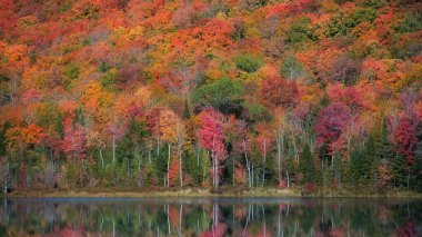 Vermont kırsalında, göl kenarındaki parlak sonbahar ağaçları