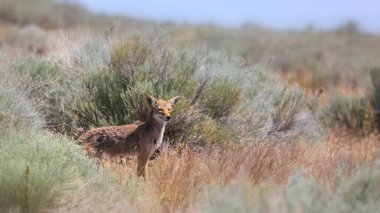 Çalılıklardaki çakal hayvanı yakından çek.