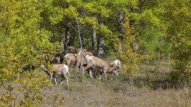 Wild goats in the woods at Banff national park