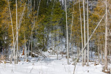 Kışın yerde kar olan uzun ağaçlar.