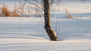 Derin karın ortasında tek bir ağaç.