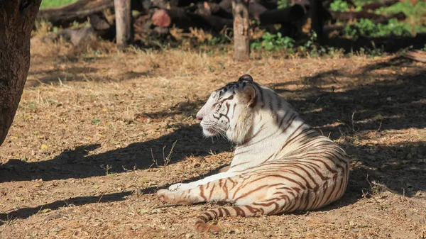 Blisko Ujęcia Tygrysa Bengalskiego Pod Drzewem — Zdjęcie stockowe