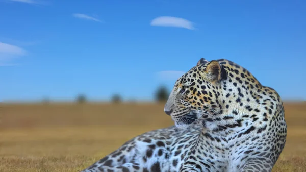 Primo Piano Colpo Leopardo Selvatico Safari — Foto Stock