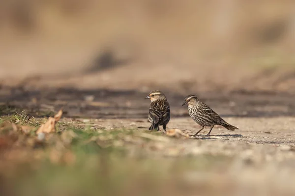 Dva Ptáci Borovicoví Siskin Zemi — Stock fotografie