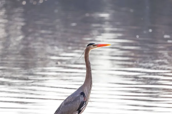 Κοντινό Πλάνο Του Grey Heron Δίπλα Στη Λίμνη — Φωτογραφία Αρχείου