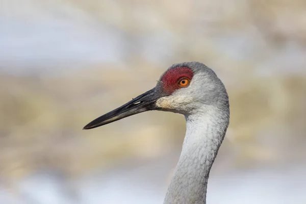 Primer Plano Del Pájaro Grúa Sandhill — Foto de Stock