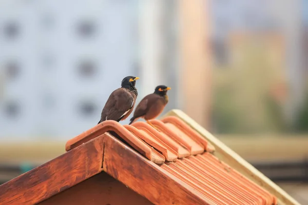 Dwa Wspólne Ptaki Myna Dachu — Zdjęcie stockowe