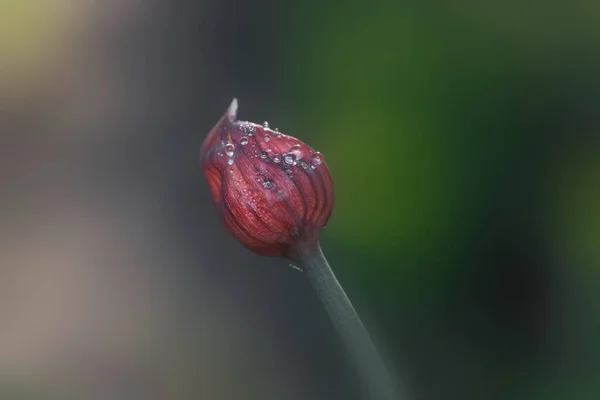 Close Skud Blomsterknop Med Vanddråber - Stock-foto