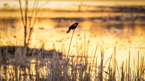 Pássaro Preto Alado Vermelho Bulrush Pelas Zonas Húmidas — Fotografia de Stock