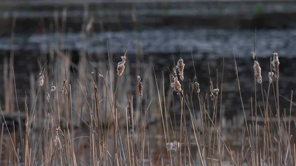 Lange Bulrush Gras Wetlands Tijdens Lente — Stockfoto