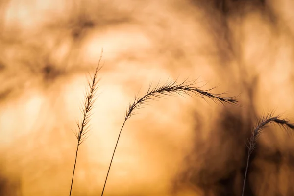 Gros Plan Herbe Haute Contre Coucher Soleil — Photo