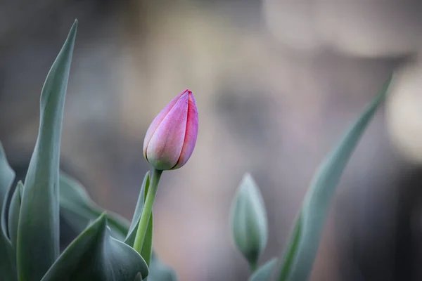 Fresh Tulip Flower Bud Garden — Stock Photo, Image